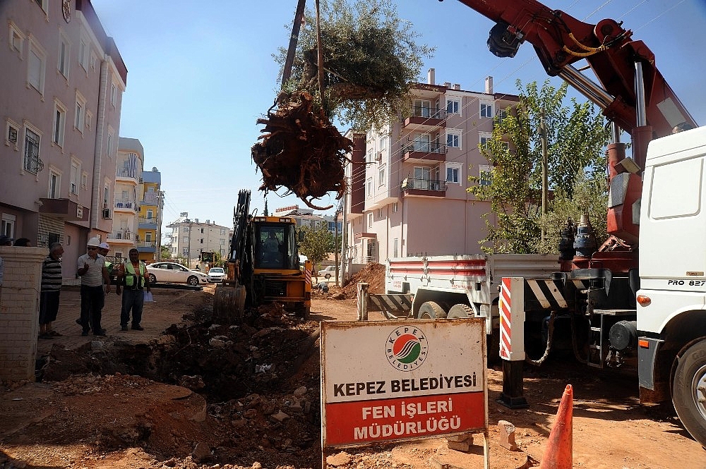 Asırlık zeytin ağaçları yeni yerlerine taşınıyor