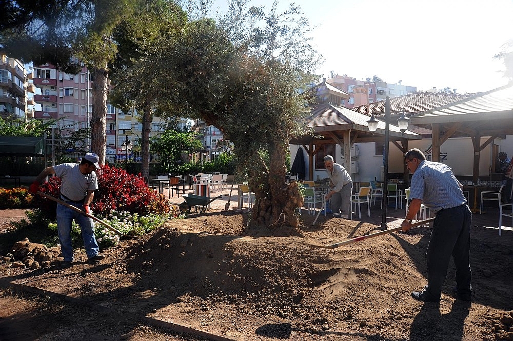 Asırlık zeytin ağaçları yeni yerlerine taşınıyor