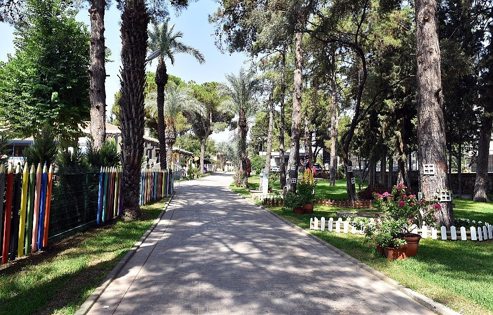 Asırlık zeytin ağaçları yeni yerlerine taşınıyor