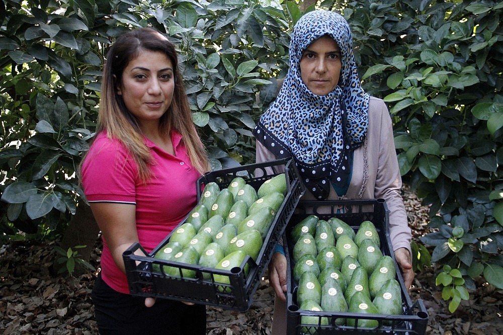 Avokadoda 15 milyon adet üretim hedefi