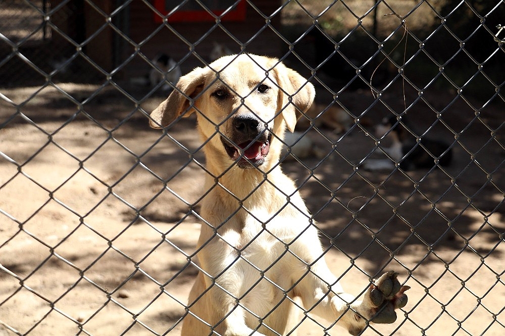 Engelli sokak köpeklerine özel bakım (Videolu)
