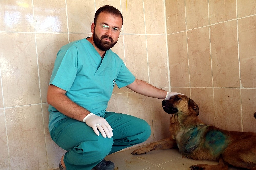 Engelli sokak köpeklerine özel bakım (Videolu)