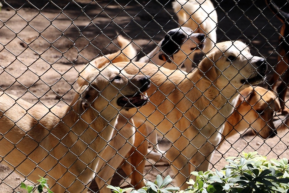 Engelli sokak köpeklerine özel bakım (Videolu)