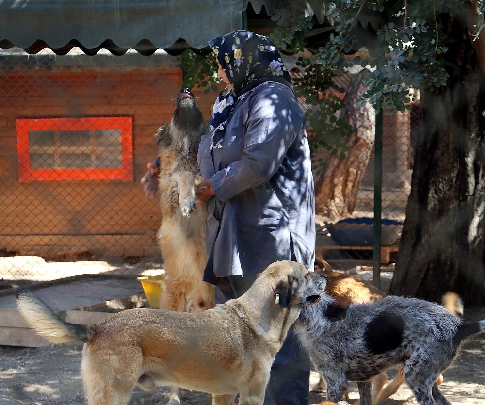 Engelli sokak köpeklerine özel bakım (Videolu)