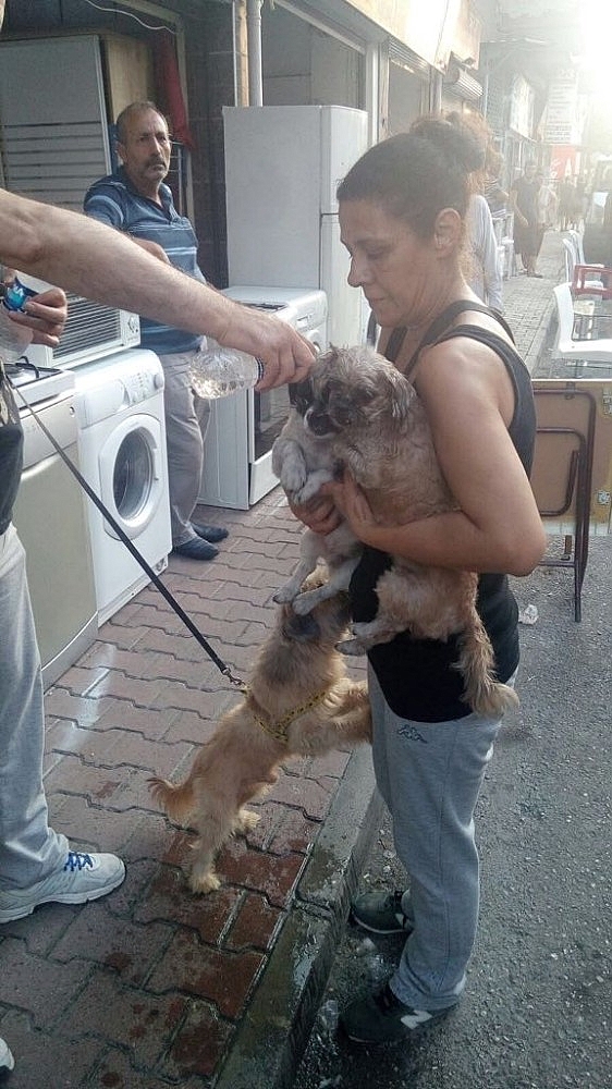 Kedi, köpek ve papağanlar yanmaktan son anda kurtarıldı! (Videolu)