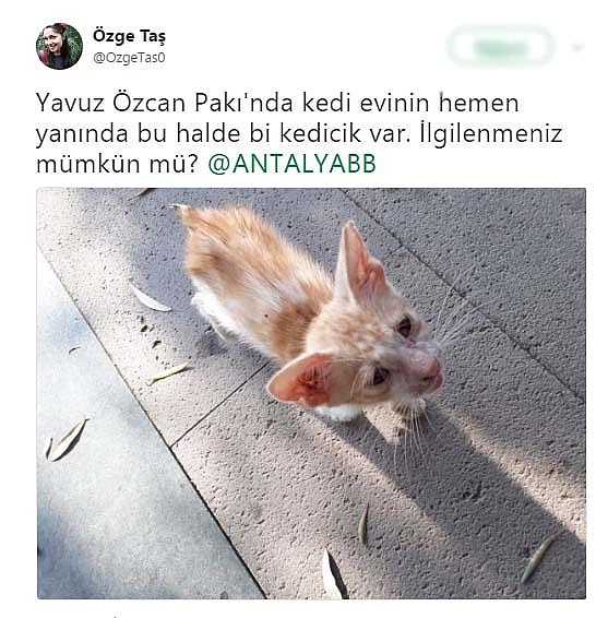 Büyükşehir minik kediye acil yardım