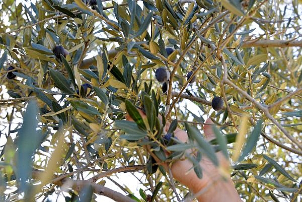 Otoyol inşaatından kurtarılan 800 ve 1200 yıllık iki ağaç, zeytin verdi