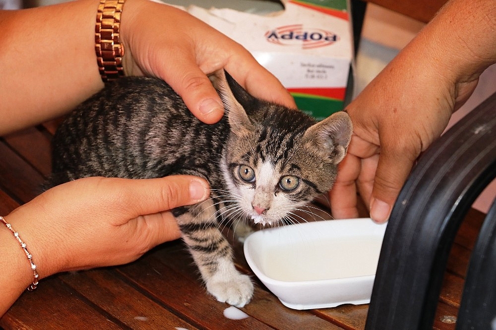 Mahsur kalan yavru kedi, cep telefonundaki kedi sesi sayesinde kurtarıldı! (Videolu)
