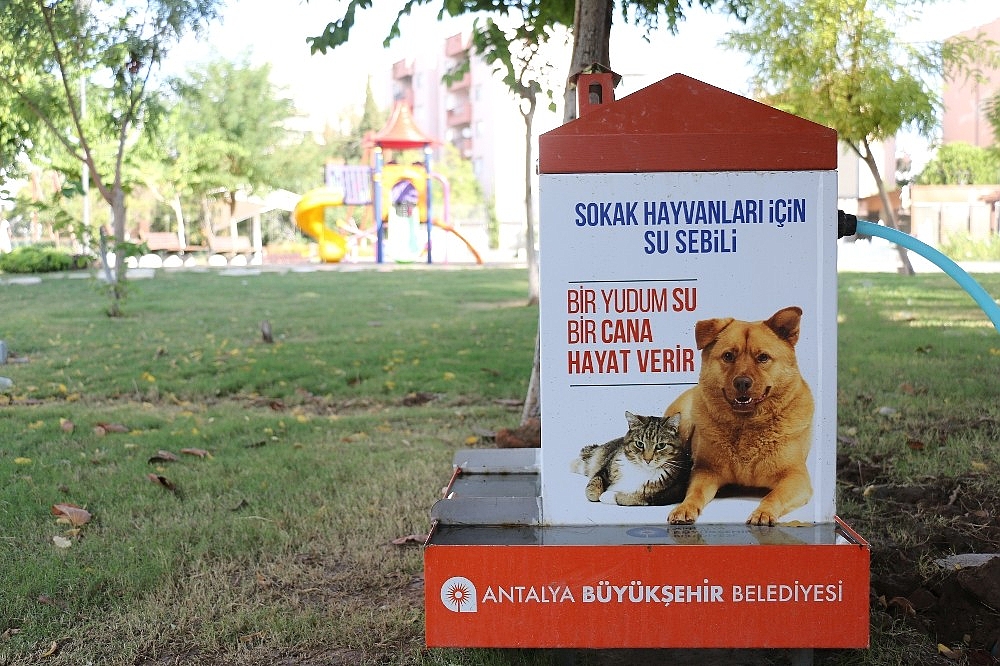 Büyükşehir sokak hayvanlarına sahip çıkıyor