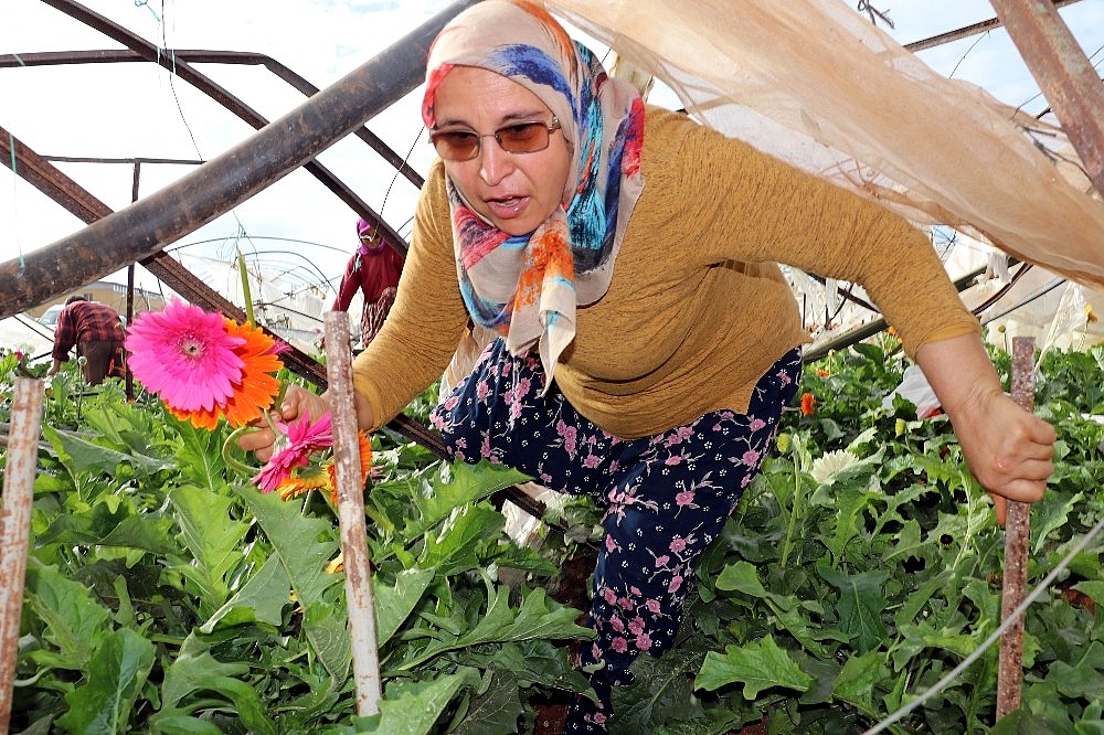 Hortum seraları hasat zamanında vurdu