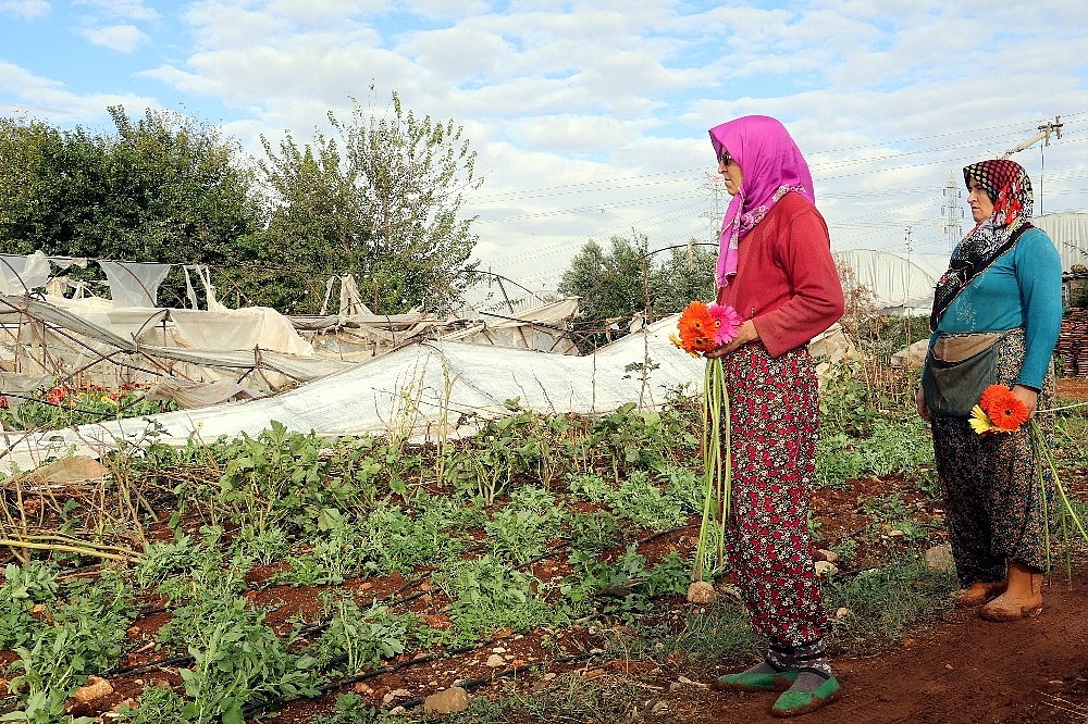 Hortum seraları hasat zamanında vurdu