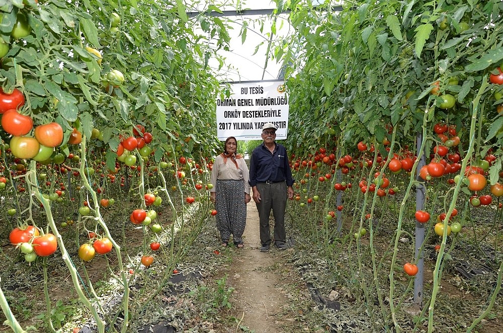 Orman köylülerine sera desteği