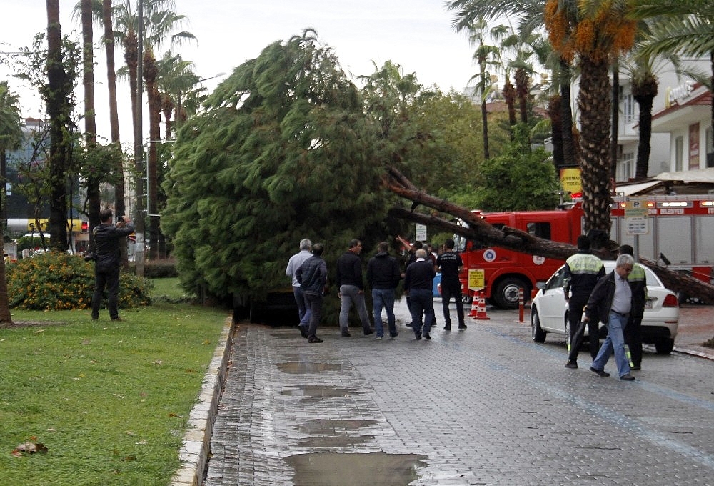 Yağmura dayanamayan dev ağaç taksinin üzerine devrildi