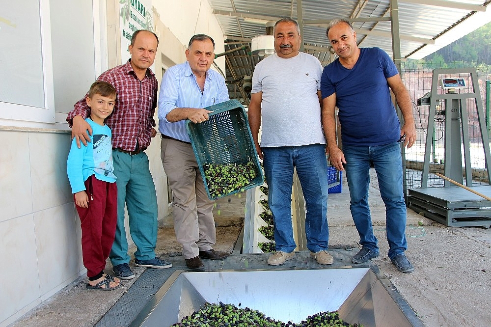 Zeytinler yağa dönüşüyor