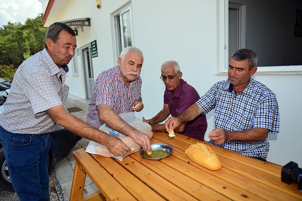 Zeytinler yağa dönüşüyor