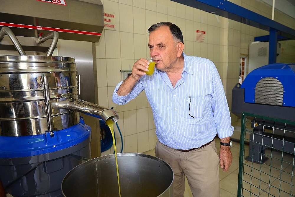 Zeytinler yağa dönüşüyor