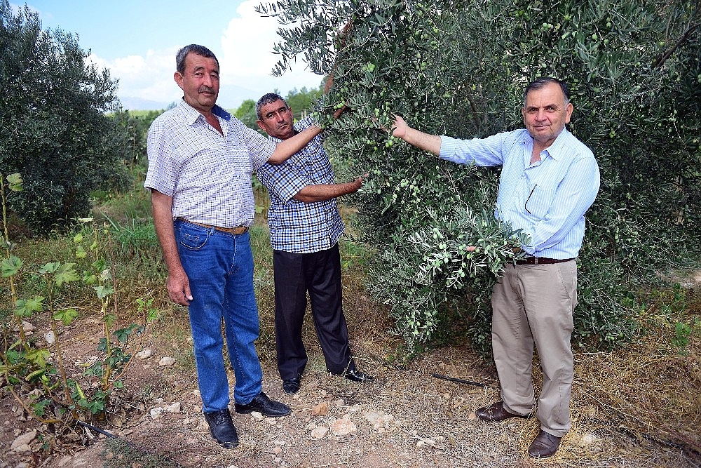 Zeytinler yağa dönüşüyor