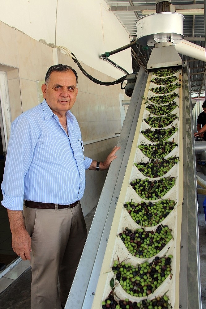Zeytinler yağa dönüşüyor