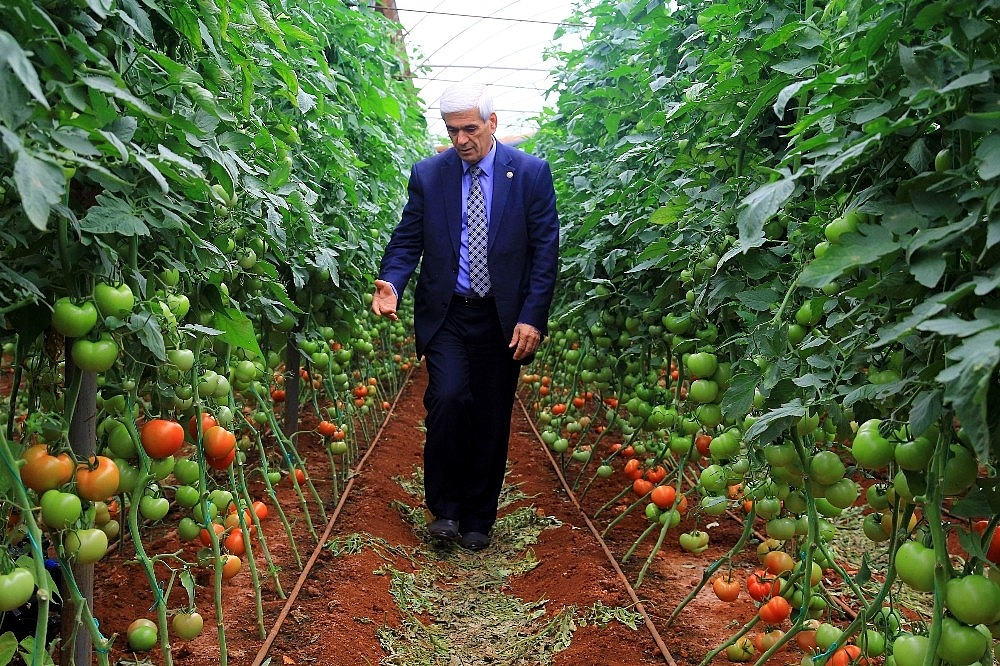 Antalya'da 250 bin dönümlük seradan 170 bin kişi geçimini sağlıyor