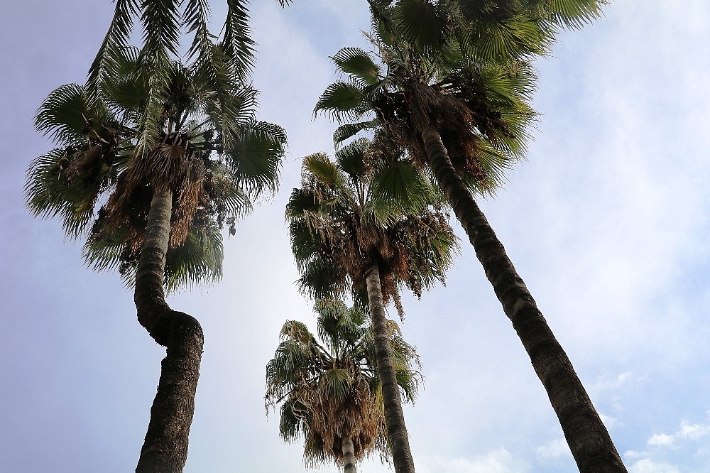 Antalya'da eğilmiş hurma ağaçları tedirgin ediyor