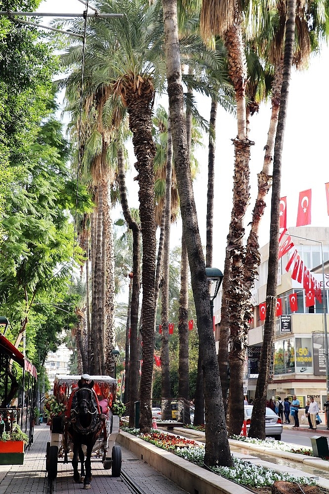 Antalya'da eğilmiş hurma ağaçları tedirgin ediyor
