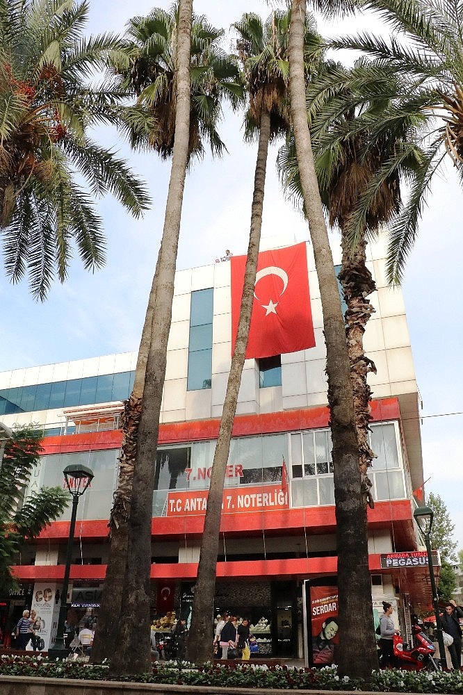 Antalya'da eğilmiş hurma ağaçları tedirgin ediyor