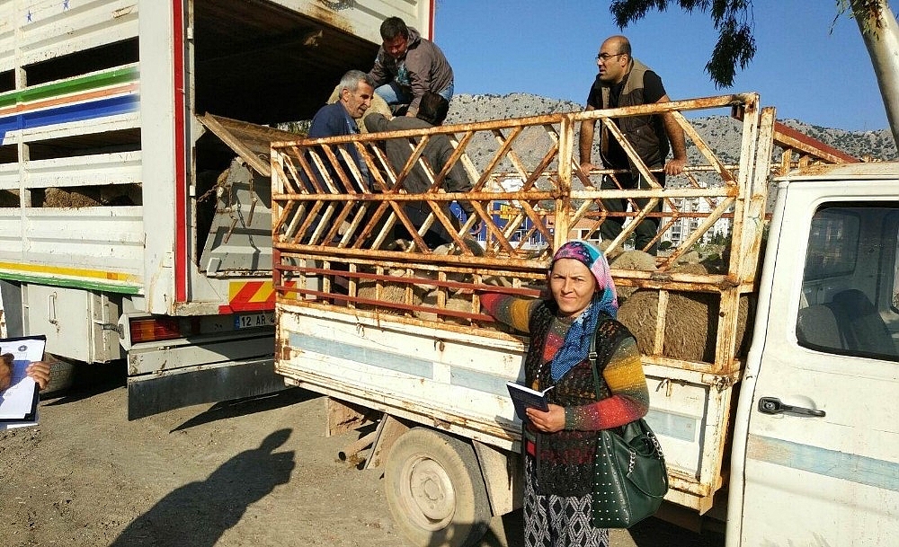 Antalya'da genç üreticilere bin 260 dişi koyun teslim edildi