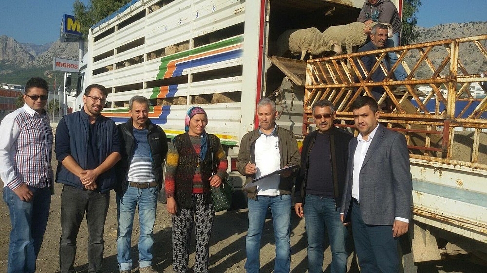 Antalya'da genç üreticilere bin 260 dişi koyun teslim edildi