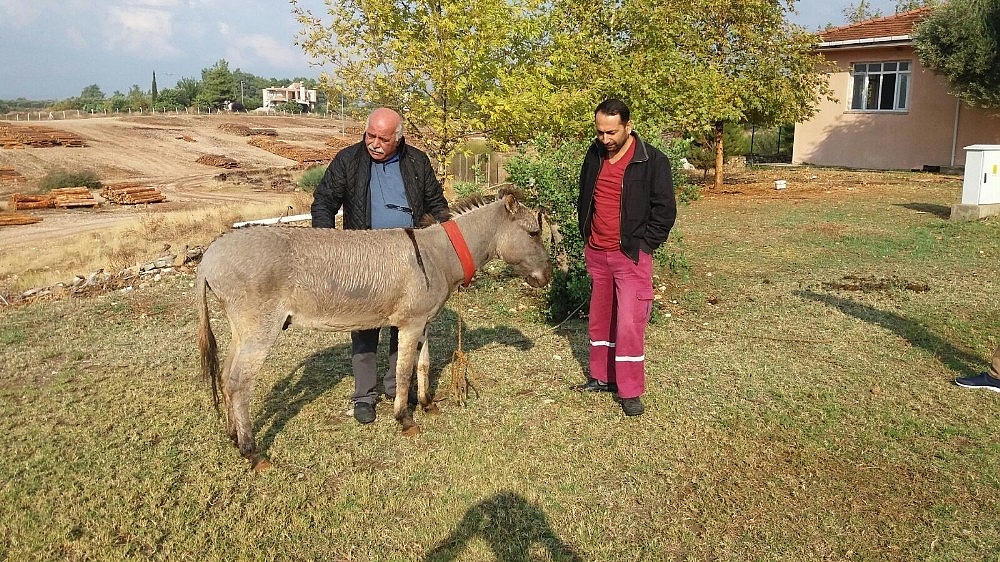 Eşekli muhtar eşeğini yeniledi