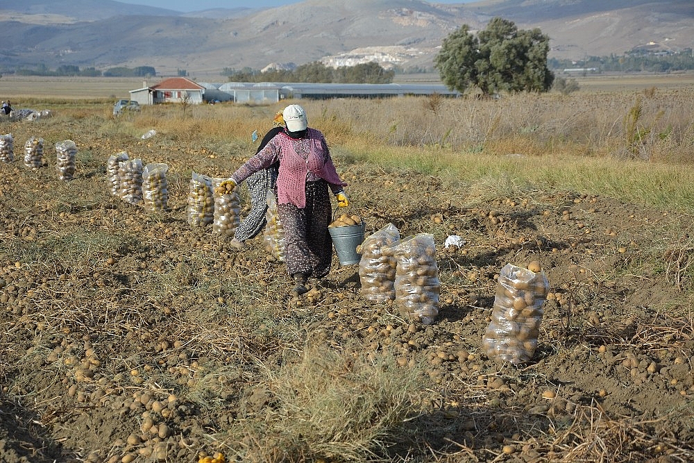 Patates hasadı sona erdi