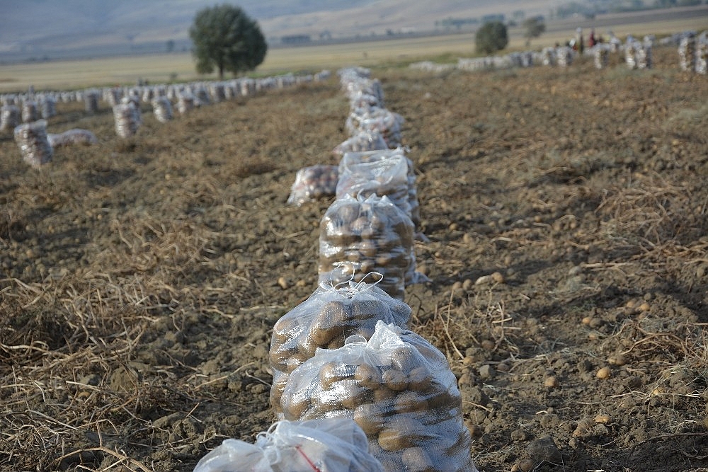 Patates hasadı sona erdi