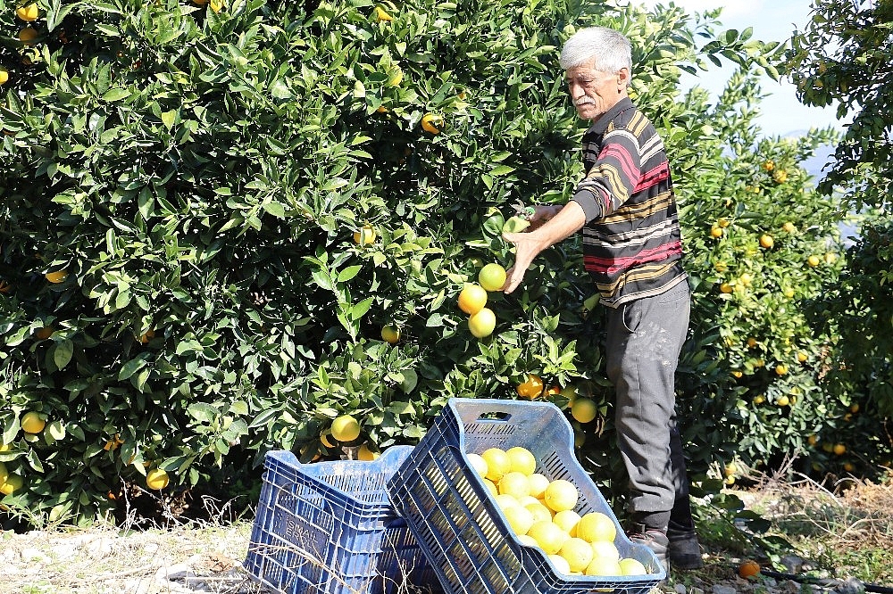 Portakalda erken hasat bereketi (Videolu)