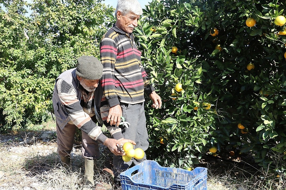 Portakalda erken hasat bereketi (Videolu)