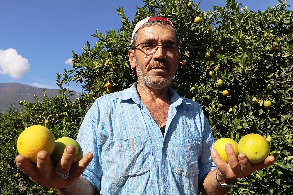 Portakalda erken hasat bereketi (Videolu)