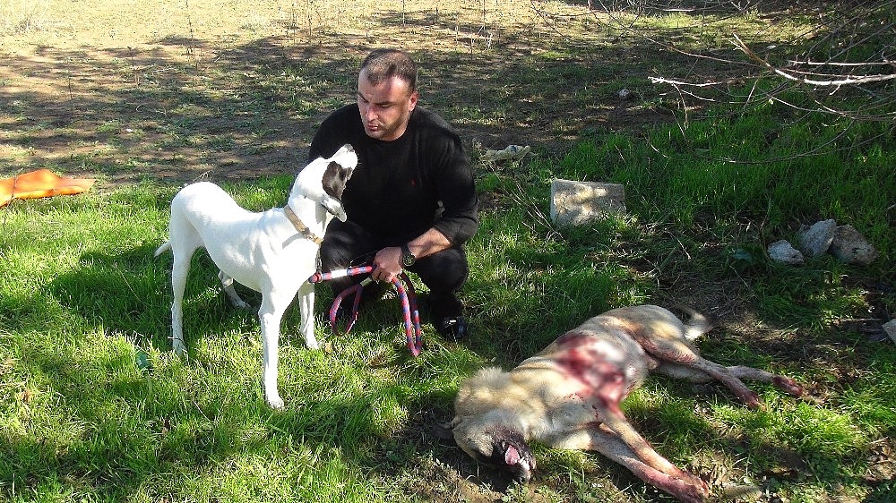 Sokak köpeği av tüfeğiyle vurularak öldürüldü, 1 kişi gözaltına alındı