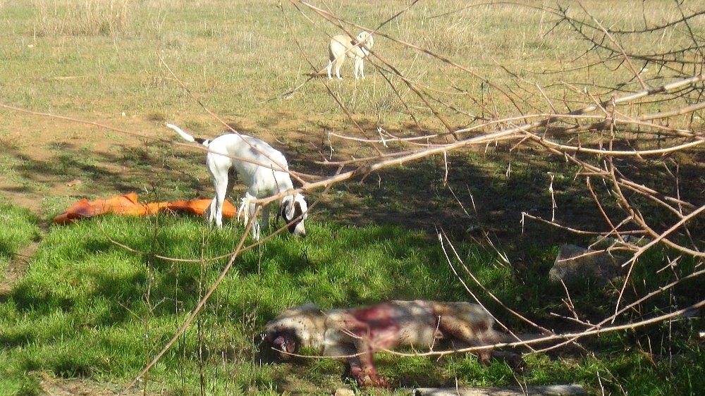 Sokak köpeği av tüfeğiyle vurularak öldürüldü, 1 kişi gözaltına alındı