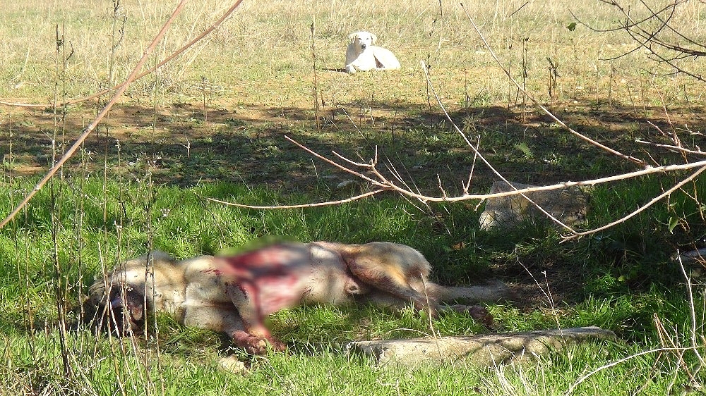 Sokak köpeği av tüfeğiyle vurularak öldürüldü, 1 kişi gözaltına alındı
