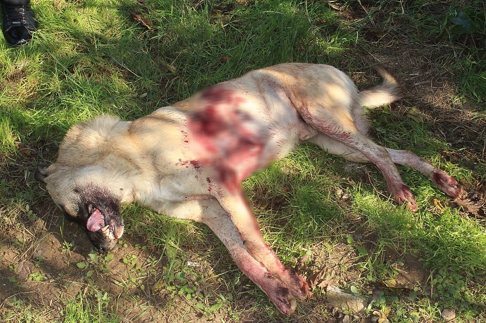 Sokak köpeği av tüfeğiyle vurularak öldürüldü, 1 kişi gözaltına alındı