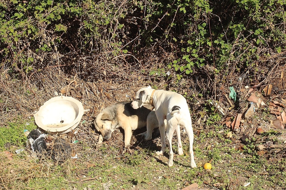 Sokak köpeği av tüfeğiyle vurularak öldürüldü, 1 kişi gözaltına alındı