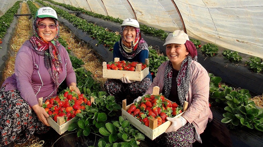 Antalya'da kış dönemi çilek hasadı başladı