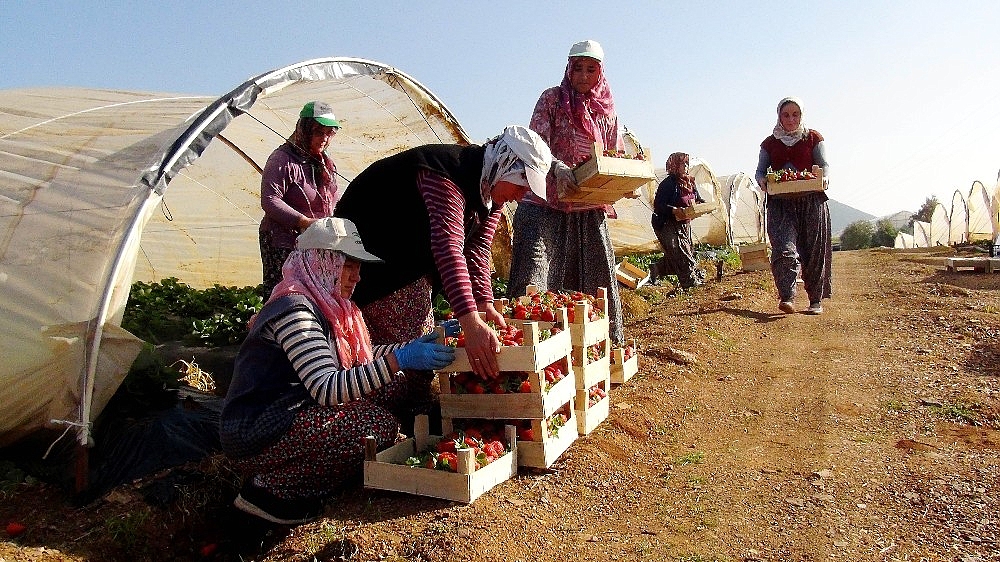 Antalya'da kış dönemi çilek hasadı başladı