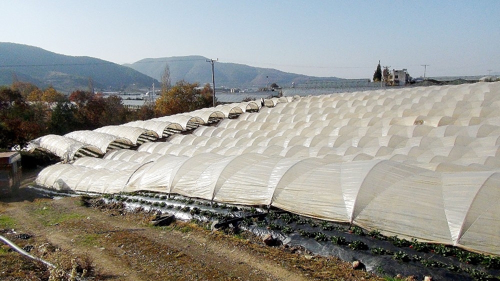 Antalya'da kış dönemi çilek hasadı başladı