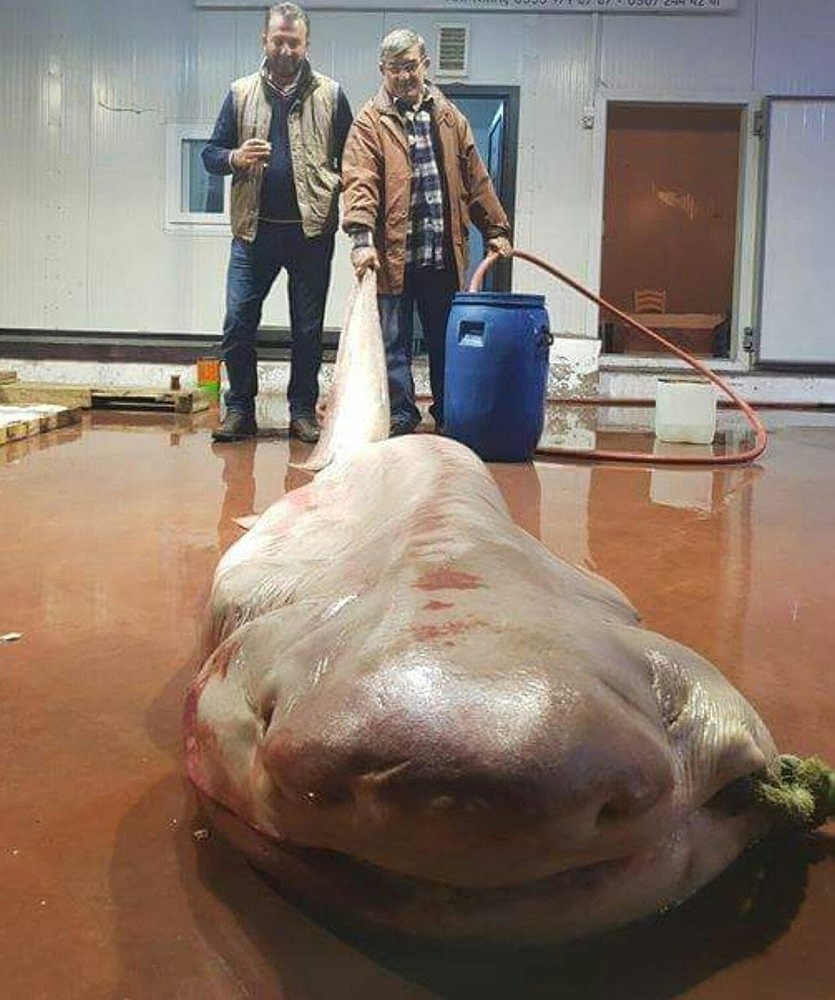 Antalya'da balıkçıların ağına canavar takıldı