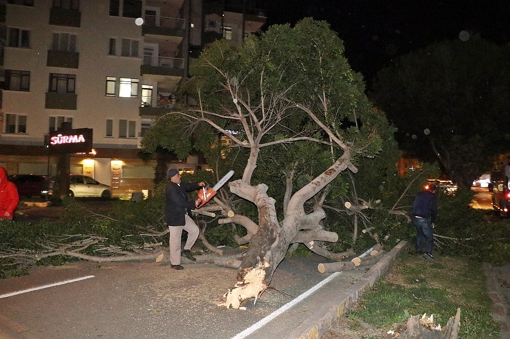 Antalya'da şiddetli rüzgar ağaçları kökünden söktü! (Videolu)