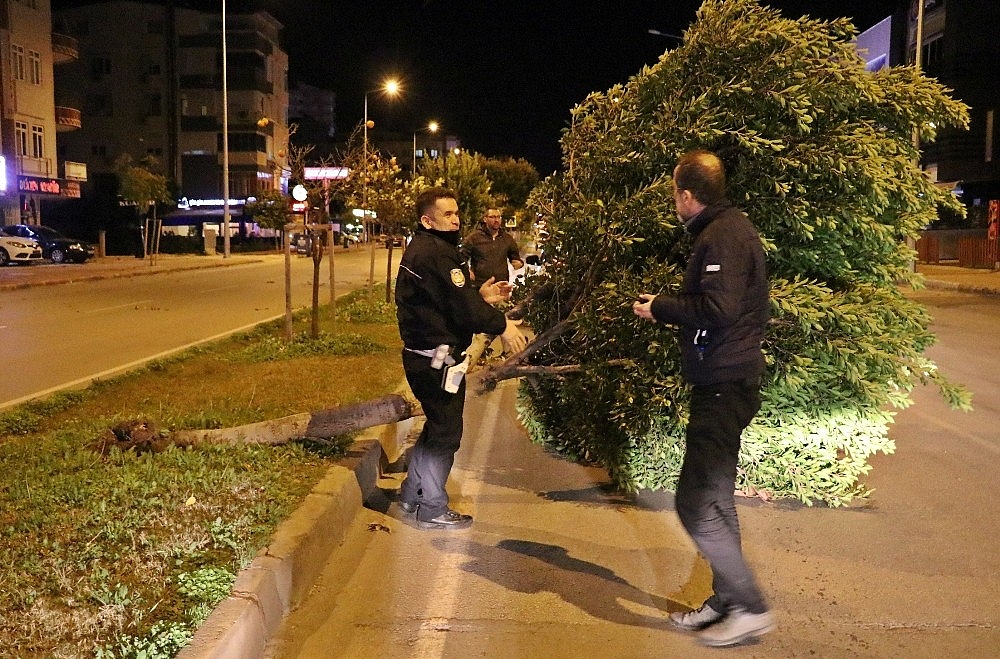 Antalya'da şiddetli rüzgar ağaçları kökünden söktü! (Videolu)
