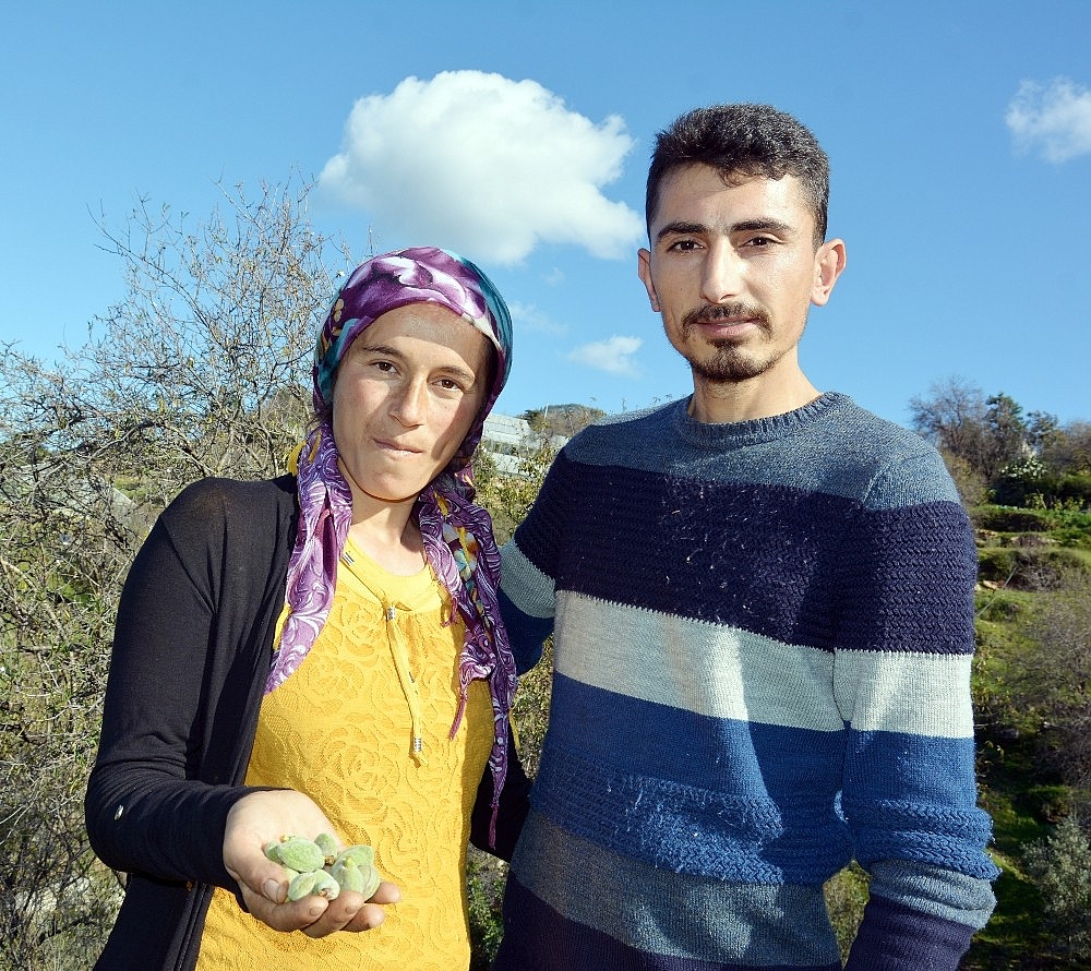 Aşeren karısı için Ocak ayında dalında çağla topladı