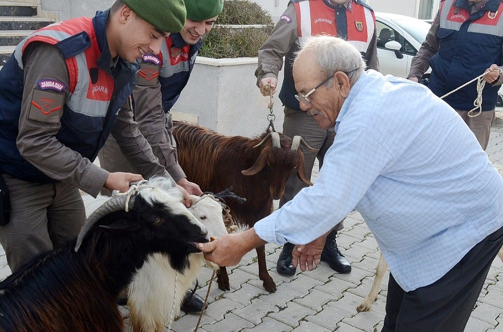 Antalya'da küçükbaş hayvan hırsızları yakalandı!