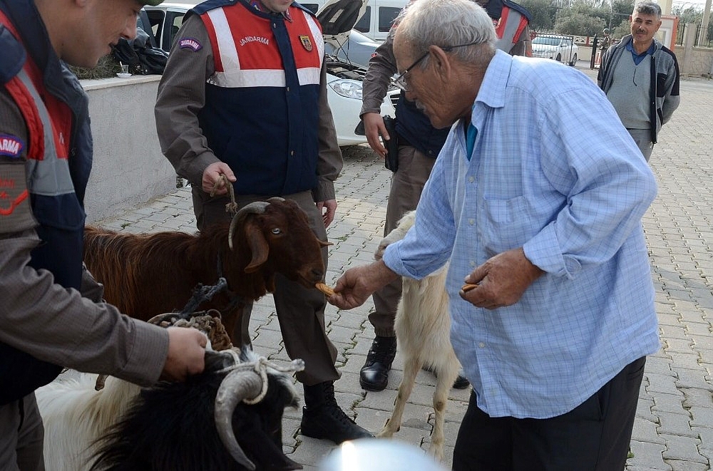 Antalya'da küçükbaş hayvan hırsızları yakalandı!