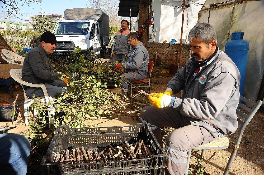 Kepez Belediyesi 2017'de 110 bin çiçek üretti