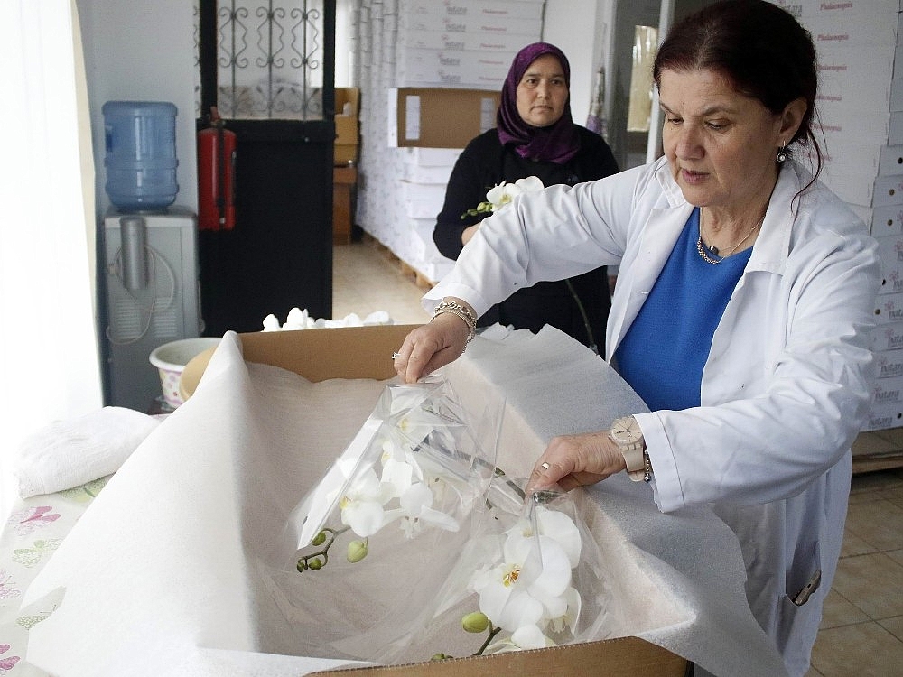 Sevgililerin orkidesi Antalya'dan